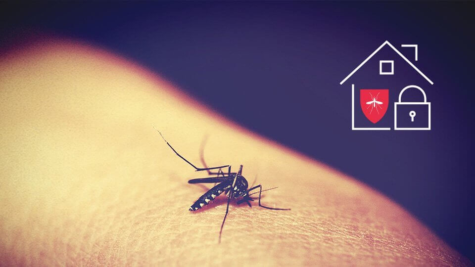 Comment se protéger efficacement des moustiques en été avec une Smart Home ?